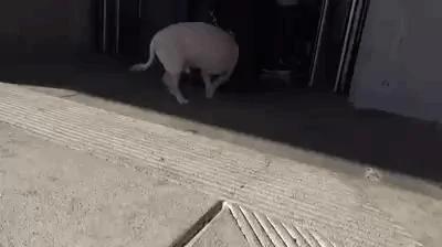 主人要带狗狗去收容所 狗狗竟抱着主人苦苦哀求不要抛弃它!