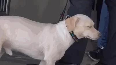 主人要带狗狗去收容所 狗狗竟抱着主人苦苦哀求不要抛弃它!