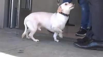 主人要带狗狗去收容所 狗狗竟抱着主人苦苦哀求不要抛弃它!