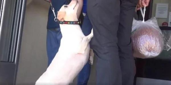 主人要带狗狗去收容所 狗狗竟抱着主人苦苦哀求不要抛弃它!