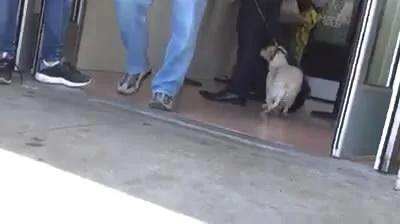 主人要带狗狗去收容所 狗狗竟抱着主人苦苦哀求不要抛弃它!