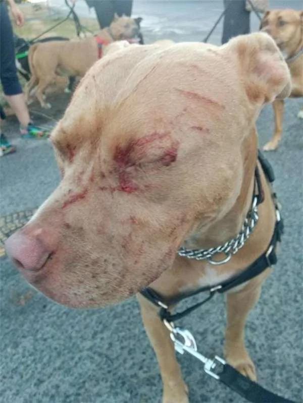 16岁老猫单挑七只比特犬!居然把它们都打成“重伤” !