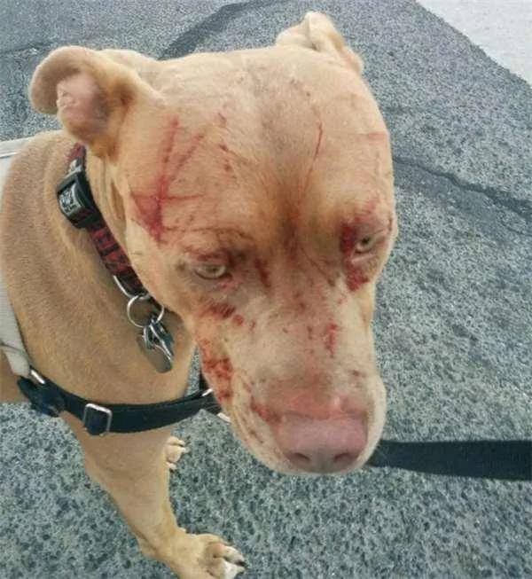 16岁老猫单挑七只比特犬!居然把它们都打成“重伤” !