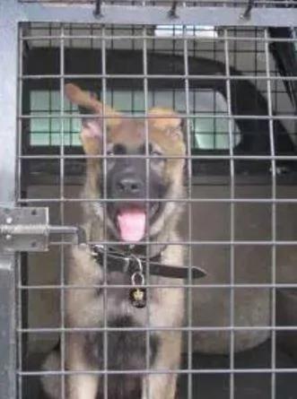 小警犬解除职务 开除原因竟然是…网友笑喷!