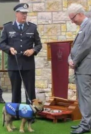 小警犬解除职务 开除原因竟然是…网友笑喷!