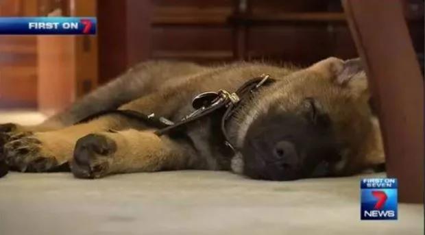 小警犬解除职务 开除原因竟然是…网友笑喷!