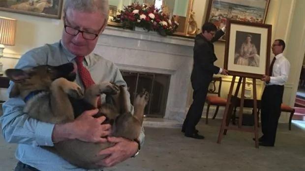 小警犬解除职务 开除原因竟然是…网友笑喷!