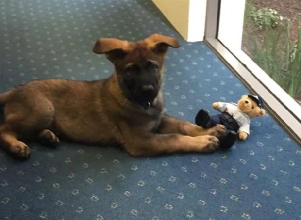 小警犬解除职务 开除原因竟然是…网友笑喷!
