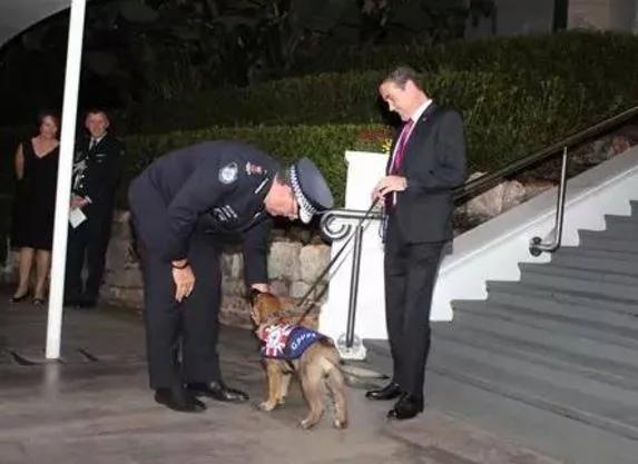 小警犬解除职务 开除原因竟然是…网友笑喷!