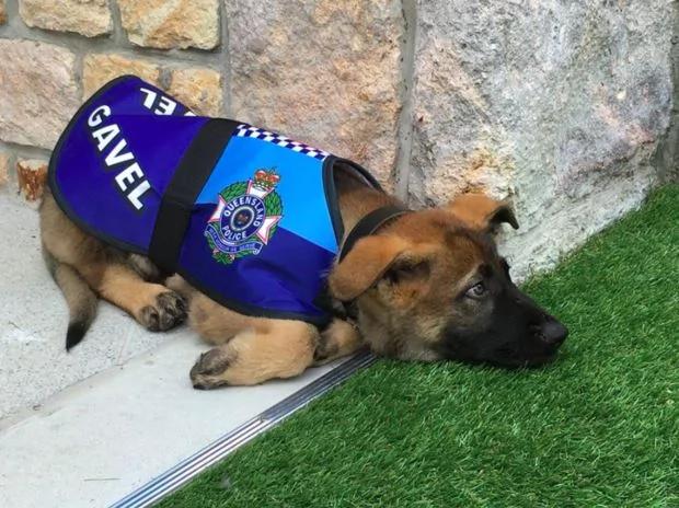 小警犬解除职务 开除原因竟然是…网友笑喷!