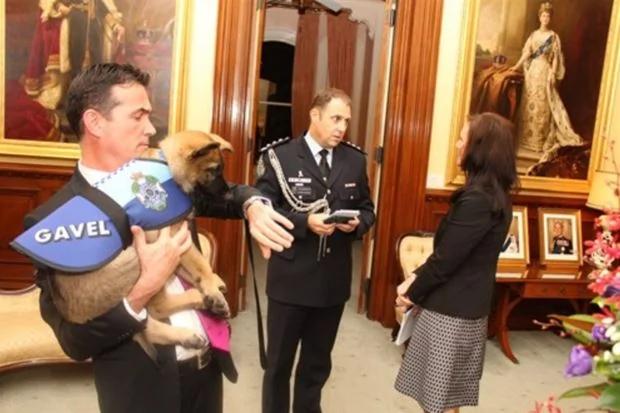 小警犬解除职务 开除原因竟然是…网友笑喷!