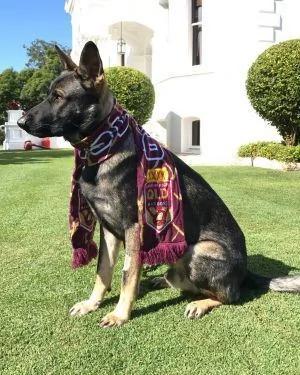 小警犬解除职务 开除原因竟然是…网友笑喷!