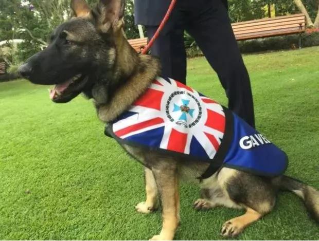 小警犬解除职务 开除原因竟然是…网友笑喷!