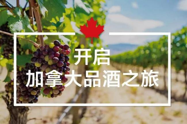 加拿大的品酒的正确姿势