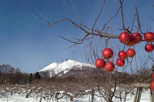 日本农夫花11年种出的苹果 吃一口全身细胞都感动