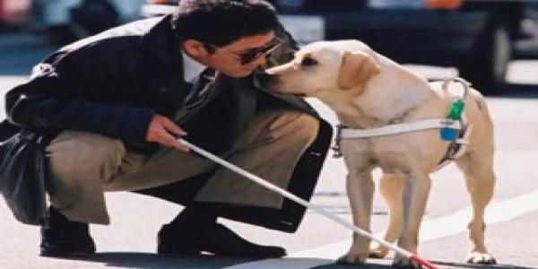 放弃天堂的导盲犬 感动人心的故事!
