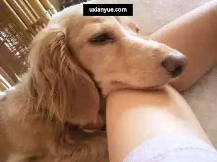11个毛小孩会对主人做的“爱的表现”!