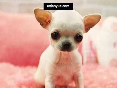 11个毛小孩会对主人做的“爱的表现”!