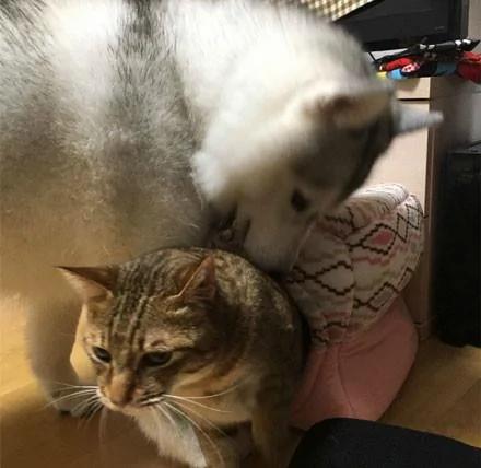 哈士奇在动物园连大猫也敢当众调戏!