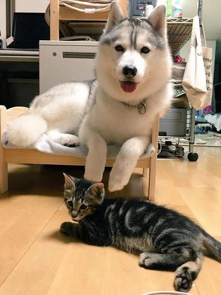 哈士奇在动物园连大猫也敢当众调戏!