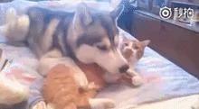 哈士奇在动物园连大猫也敢当众调戏!