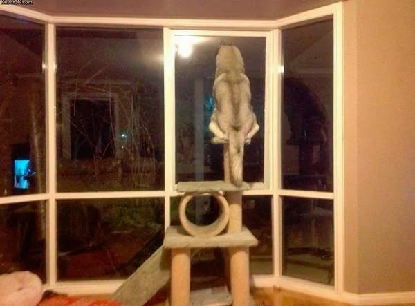 哈士奇在动物园连大猫也敢当众调戏!