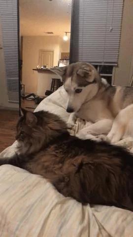 哈士奇在动物园连大猫也敢当众调戏!