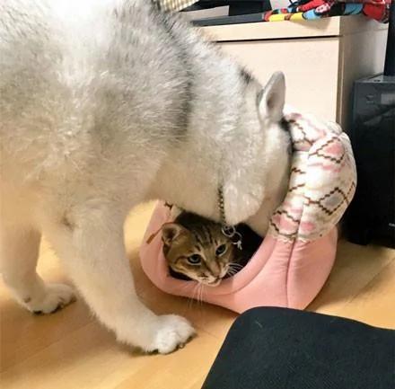 哈士奇在动物园连大猫也敢当众调戏!