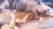 哈士奇在动物园连大猫也敢当众调戏!
