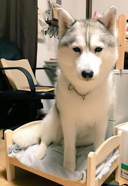 哈士奇在动物园连大猫也敢当众调戏!