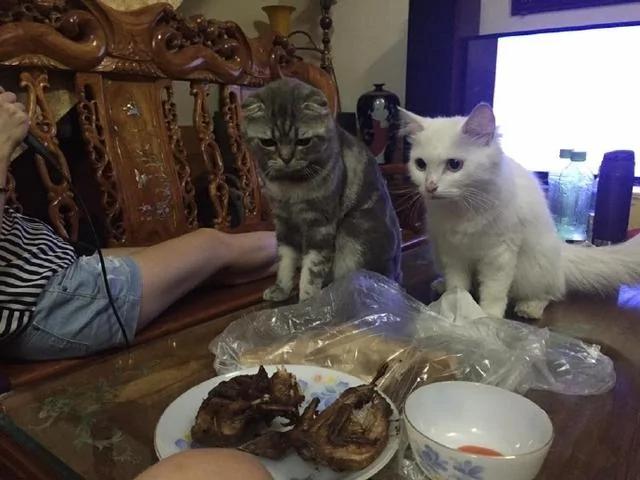 烤鸡刚放到桌子上 警告喵喵不准吃 一转眼喵喵死命护鸡的样子让人哭笑不得!