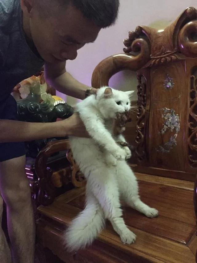 烤鸡刚放到桌子上 警告喵喵不准吃 一转眼喵喵死命护鸡的样子让人哭笑不得!