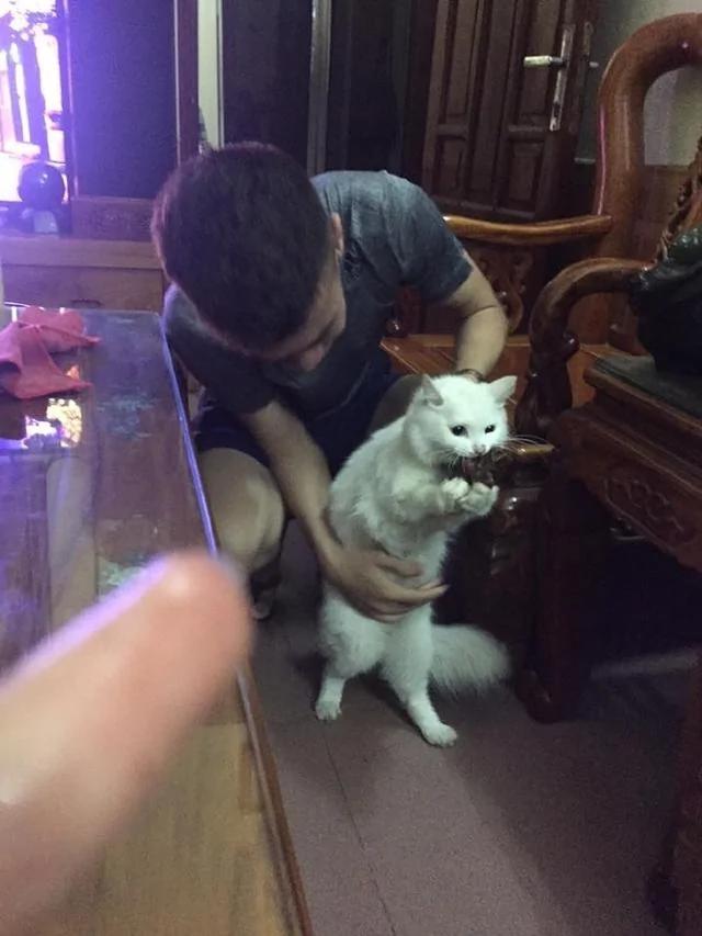 烤鸡刚放到桌子上 警告喵喵不准吃 一转眼喵喵死命护鸡的样子让人哭笑不得!