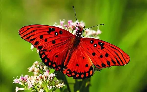 找到“潜在特质”很简单 这张图中 你最先看到的是哪只“动物”呢?