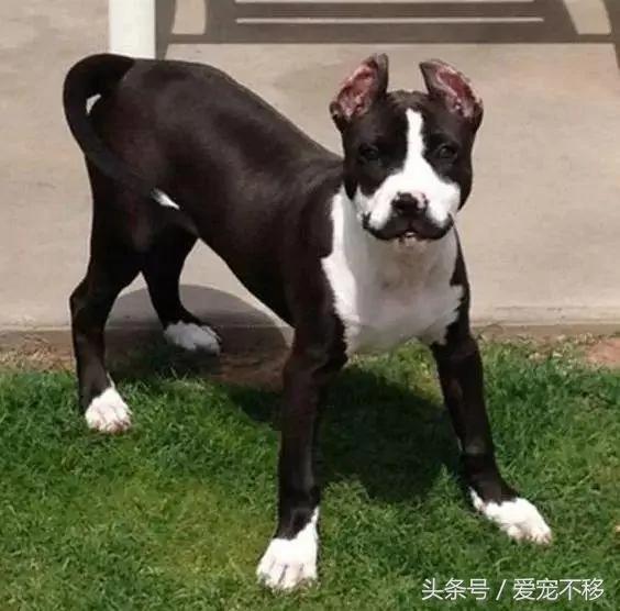 小狗出生就有一坨胡子 宠主直呼酷毙了!