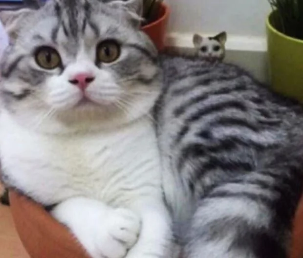 出差请朋友照顾小猫 没想到3个月后…！