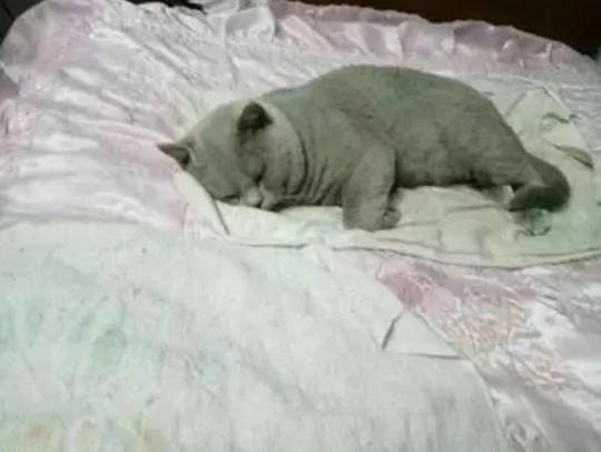 出差请朋友照顾小猫 没想到3个月后…!