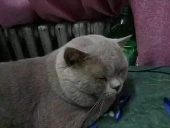 出差请朋友照顾小猫 没想到3个月后…!