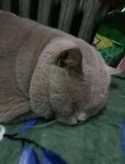 出差请朋友照顾小猫 没想到3个月后…!