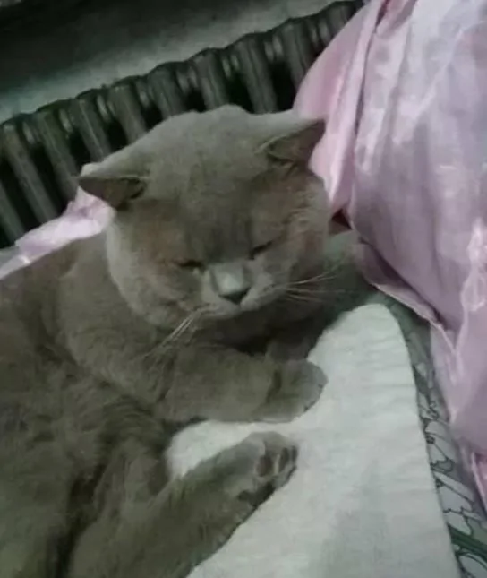 出差请朋友照顾小猫 没想到3个月后…!