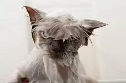好像总是生气的猫咪 被它们凶巴巴的眼神萌到了!