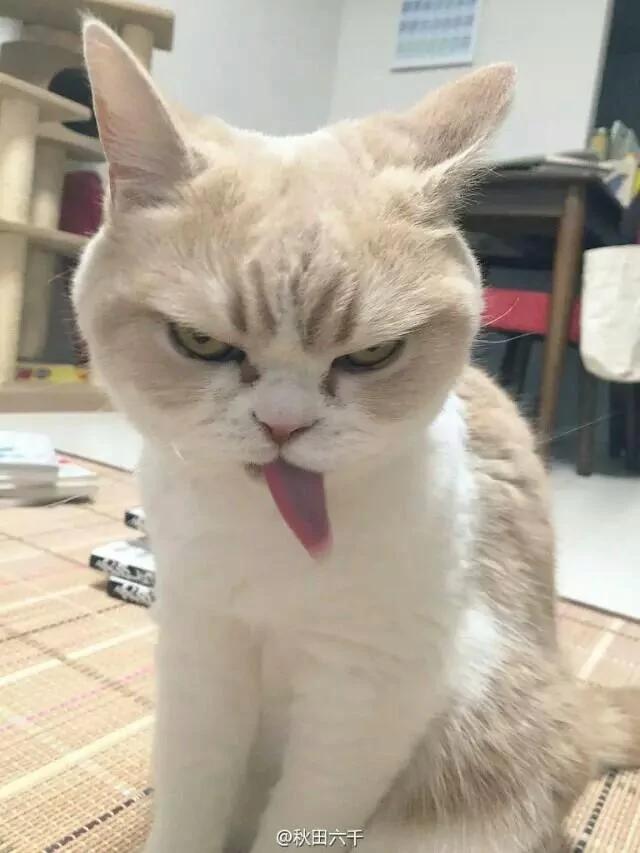 好像总是生气的猫咪 被它们凶巴巴的眼神萌到了!