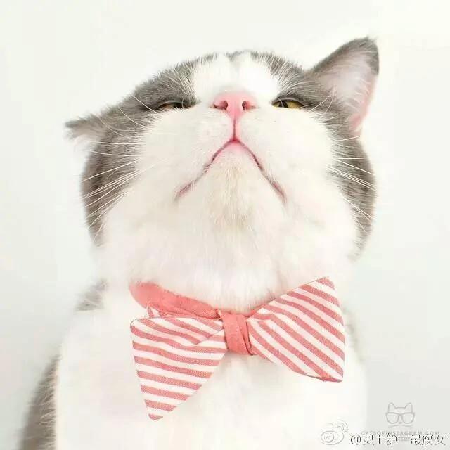 好像总是生气的猫咪 被它们凶巴巴的眼神萌到了!
