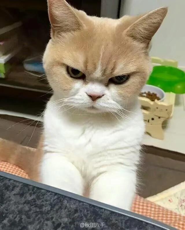 好像总是生气的猫咪 被它们凶巴巴的眼神萌到了!