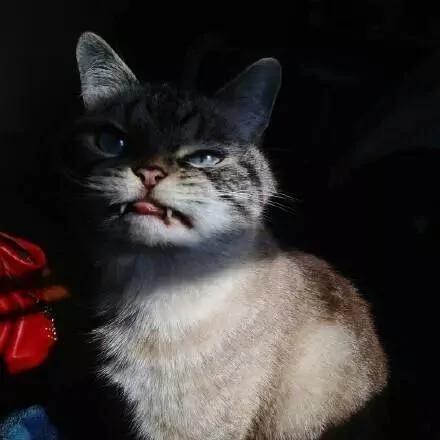 好像总是生气的猫咪 被它们凶巴巴的眼神萌到了!