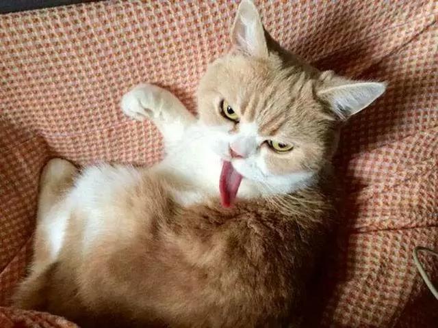 好像总是生气的猫咪 被它们凶巴巴的眼神萌到了!