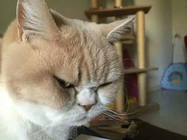 好像总是生气的猫咪 被它们凶巴巴的眼神萌到了!