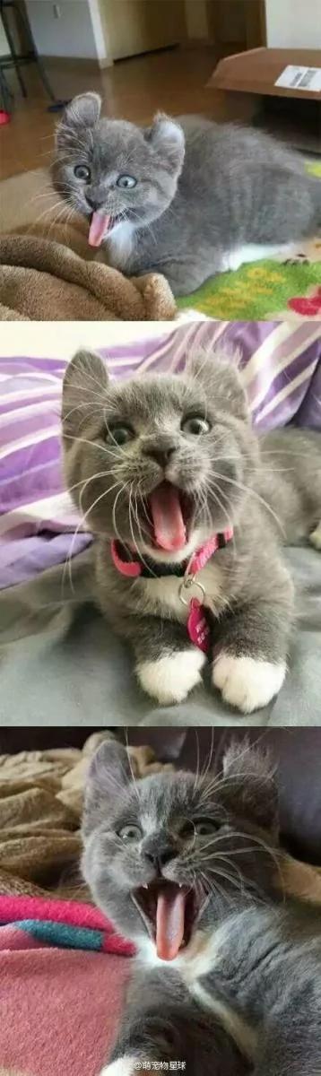 好像总是生气的猫咪 被它们凶巴巴的眼神萌到了!