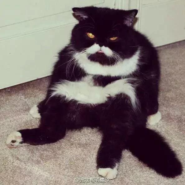 好像总是生气的猫咪 被它们凶巴巴的眼神萌到了!