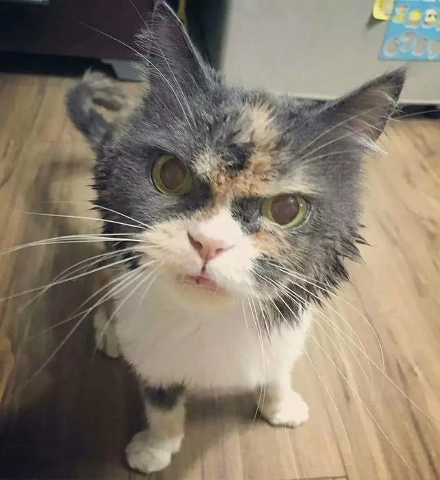 好像总是生气的猫咪 被它们凶巴巴的眼神萌到了!